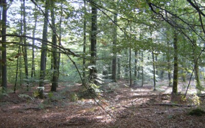 Boscertificatie: open brief aan boseigenaars en -beheerders