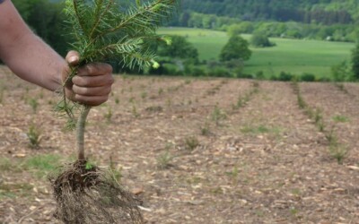 Overzicht subsidies voor (her)bebossing