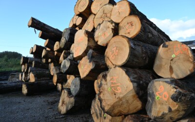 Onderhandse houtverkoop voor de zagerijen: welke balans kan er worden opgemaakt voor 2022?