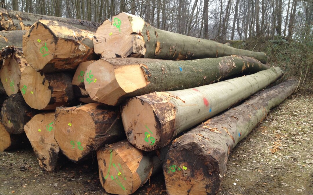 Toegenomen druk op kappen van bomen zorgt voor halvering van “Vlaams houtoogst” in vier jaar tijd